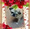 doris_eichert